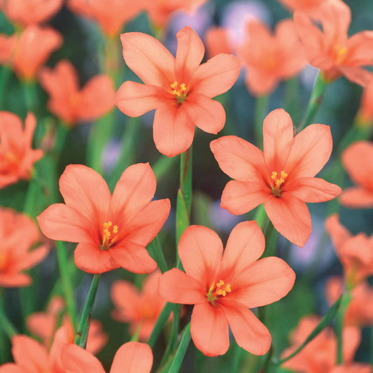 Kaapse tulp - Bakker