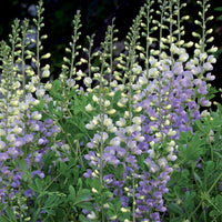 Indigolupine - Baptisia lunar eclipse - Tuinplanten