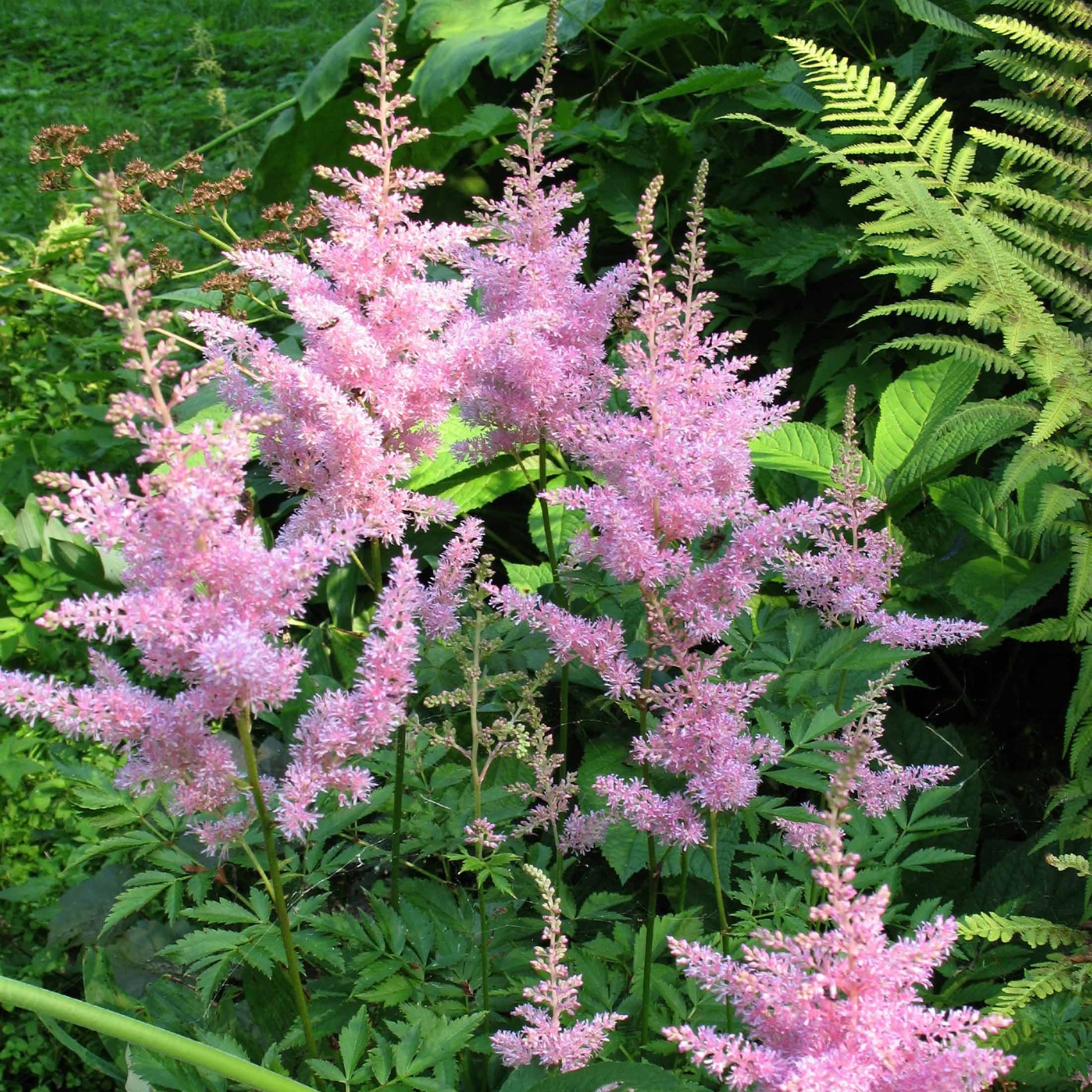 Pluimspirea 'New Wave' (x3) - Astilbe new wave - Tuinplanten