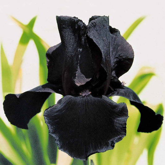 Baardiris 'Study in Black' - Iris germanica study in black - Tuinplanten