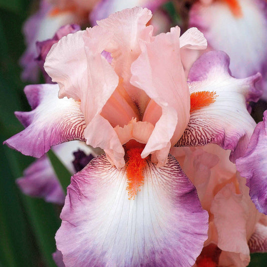 Iris 'Poésie' - Iris germanica poésie - Tuinplanten