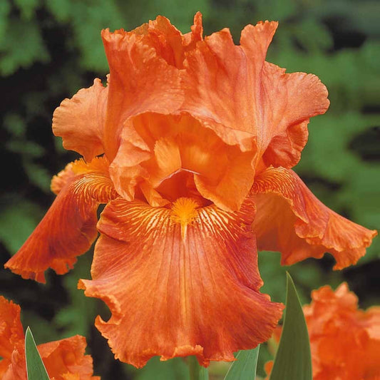 Baardiris 'Depth of Field' (x2) - Bakker