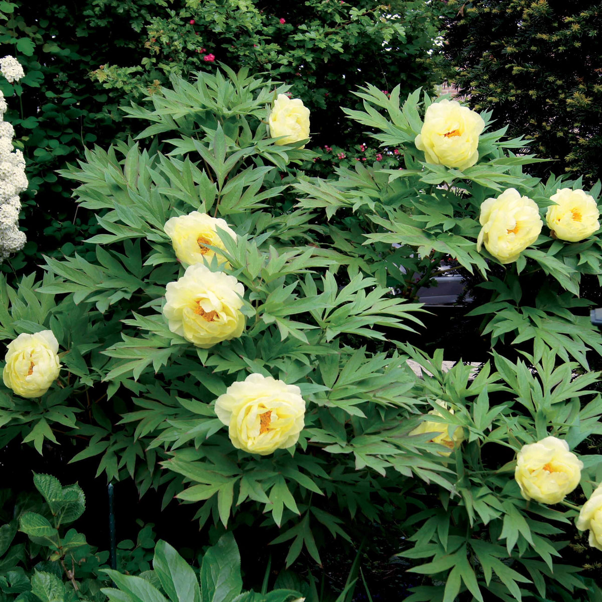 Paeonia itoh bartzella - Pioenroos 'Barzella' - Pioenrozen