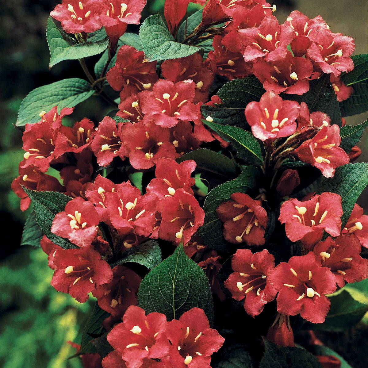 Weigelia 'Bristol Ruby' op stam - Weigela bristol ruby - Bakker