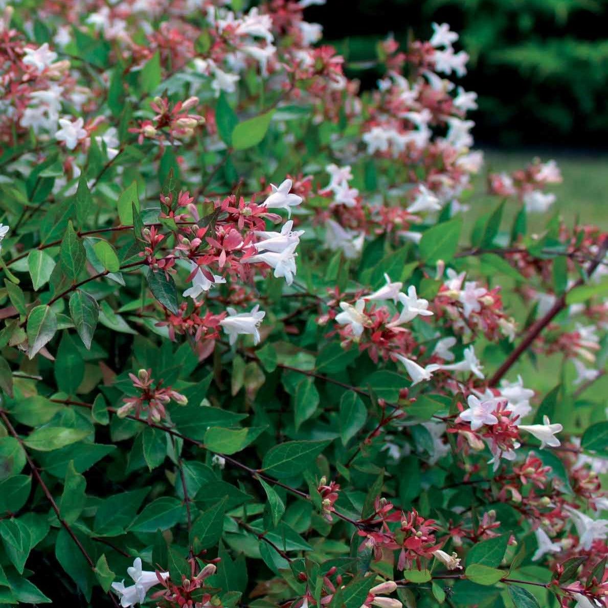 Abelia