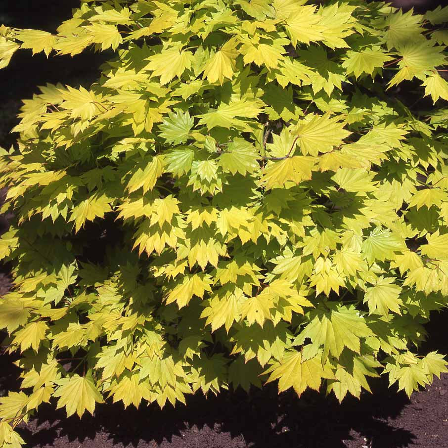 Acer shirasawanum aureum - Japanese gele Esdoorn - Japanse esdoorn
