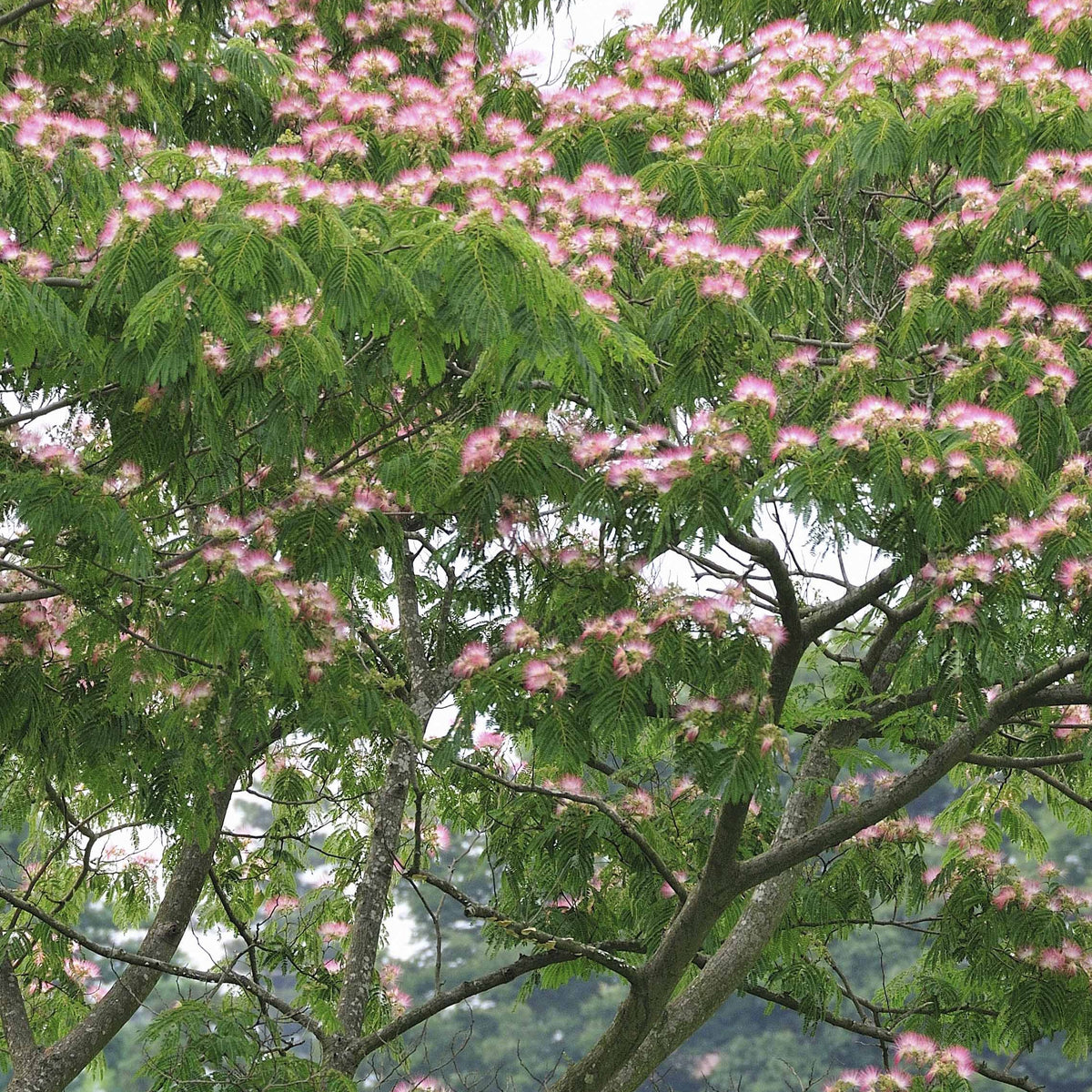 Verkoop Perzische slaapboom 'Rosea' - Albizia julibrissin rosea