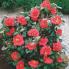 Japanse roos - dubbelbloemig - rood - Camellia japonica Lady Campbell - Plantsoort