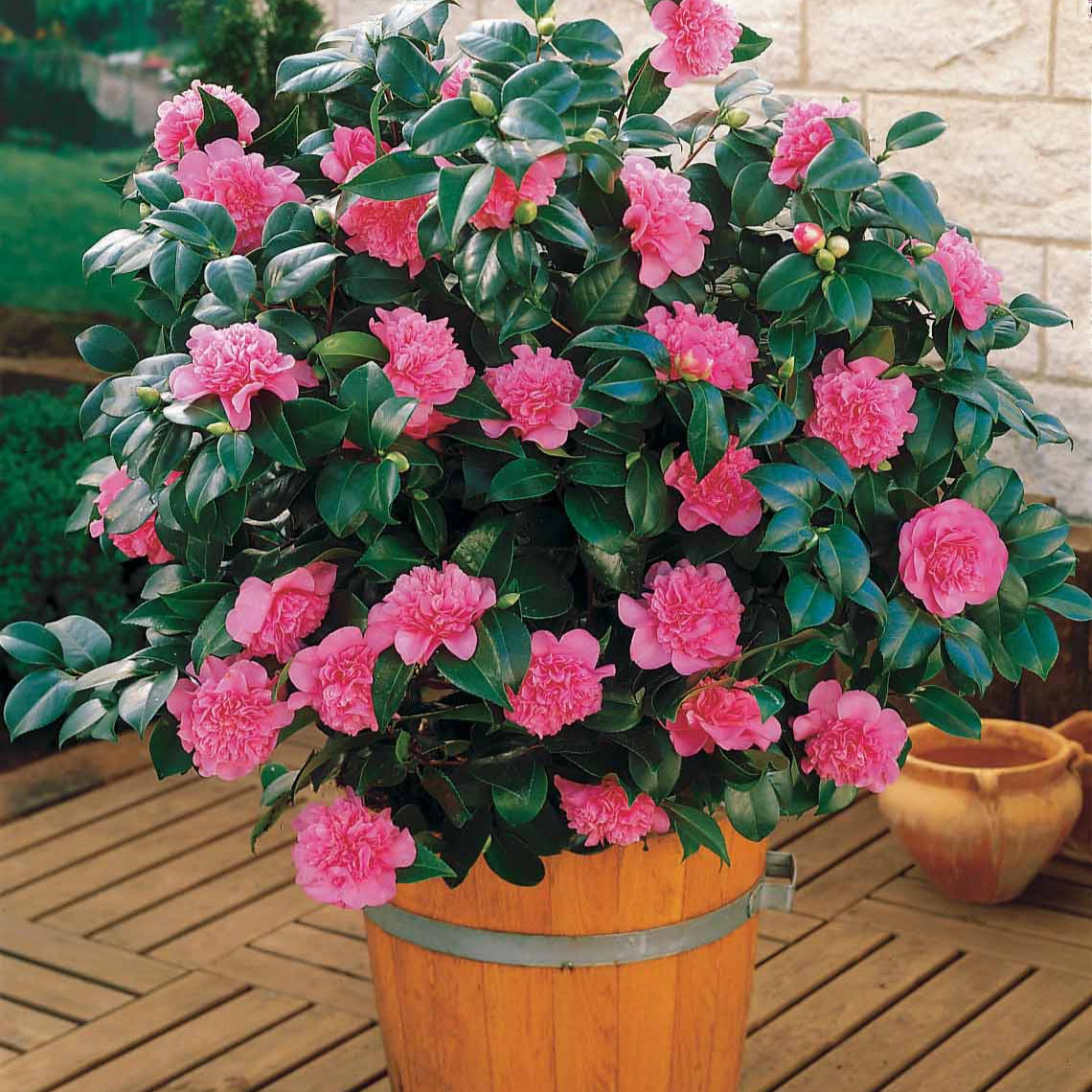 Dubbelbloemige Japanse roos - Camellia japonica Dr.King - Japanse roos – Camellia