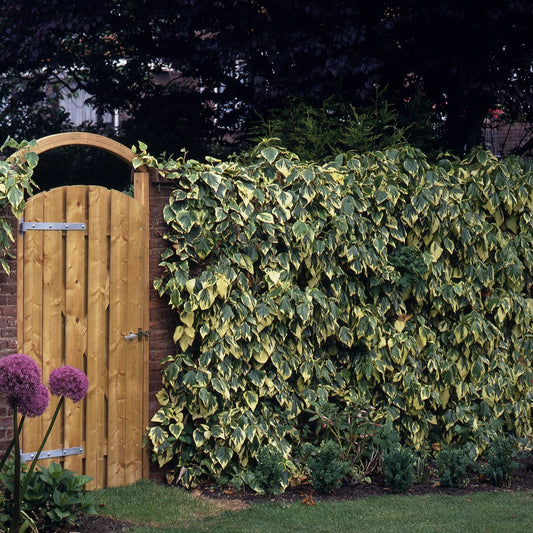 Klimop'Dentata Variegata' - Bakker