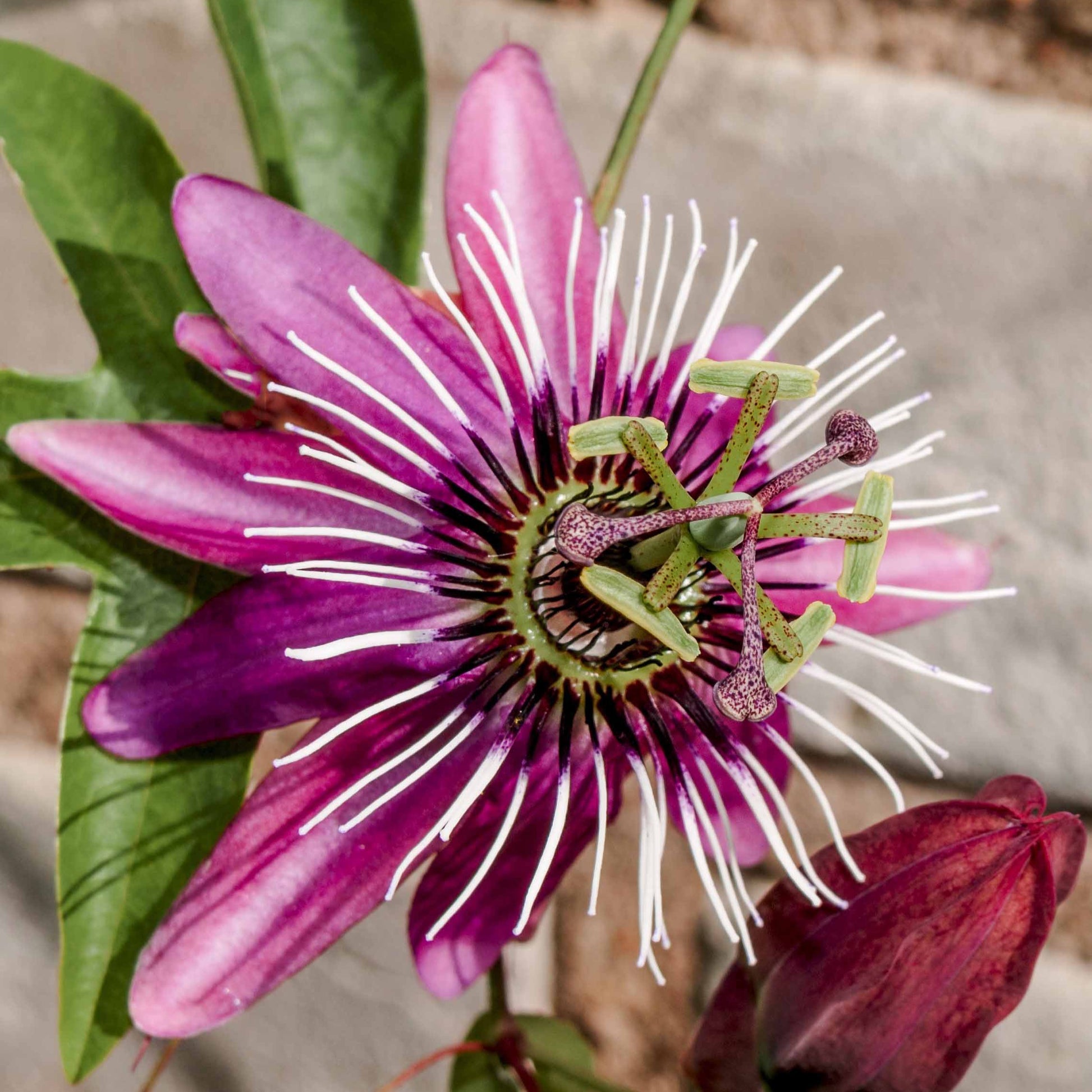 Passiebloem 'Victoria' - Passiflora caerulea victoria - Heesters en vaste planten