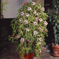 Passiebloem 'Victoria' - Passiflora caerulea victoria - Passiebloem - Passiflora