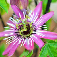 Passiebloem 'Victoria' - Passiflora caerulea victoria - Tuinplanten