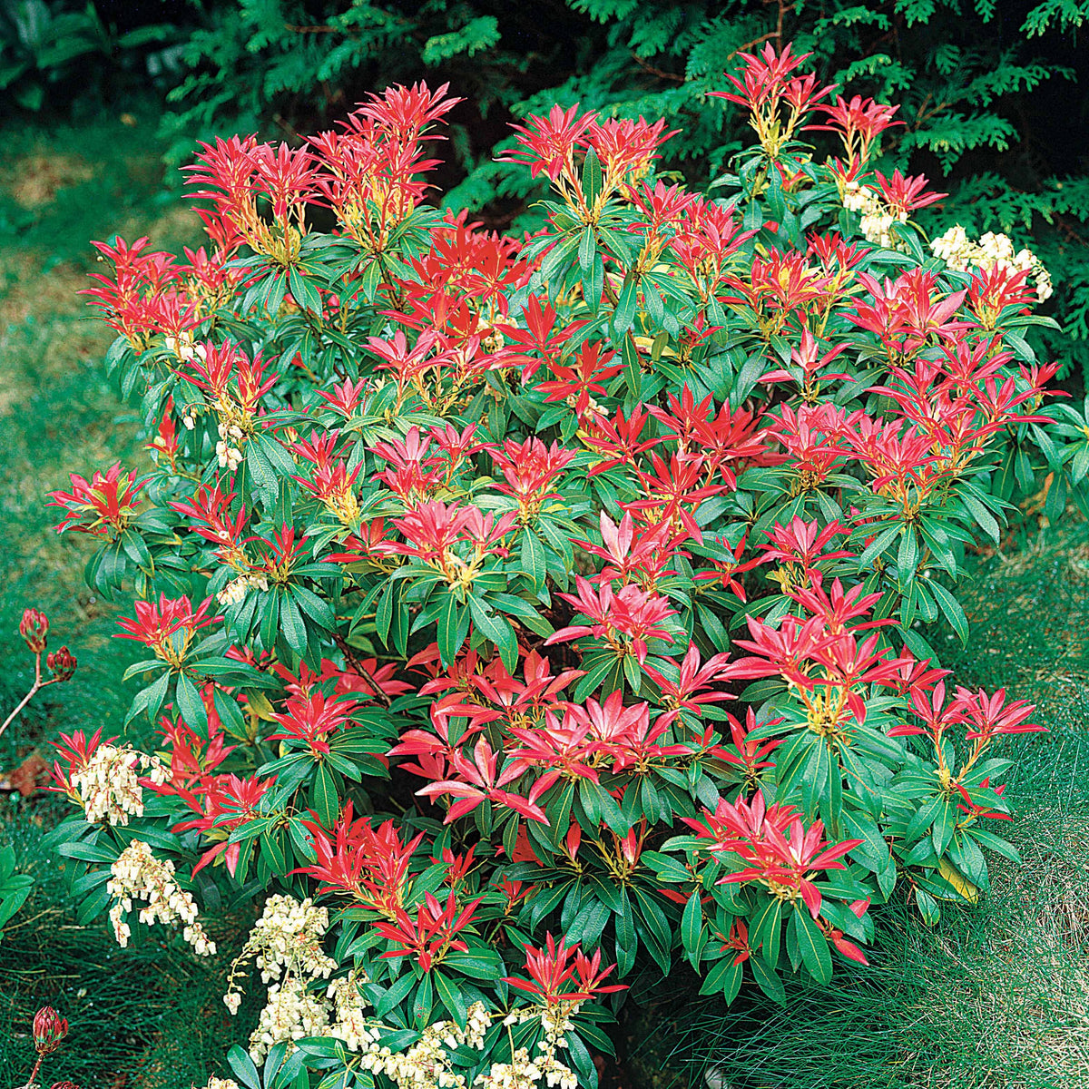 Pieris japonica Forest Flame - Rotsheide 'Forest Flame' - Wintergroene planten