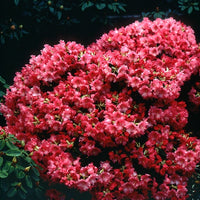 Rhododendron 'Baden Baden' - Rhododendron baden baden - Tuinplanten