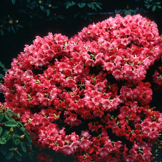 Rhododendron 'Baden Baden' - Rhododendron baden baden - Tuinplanten