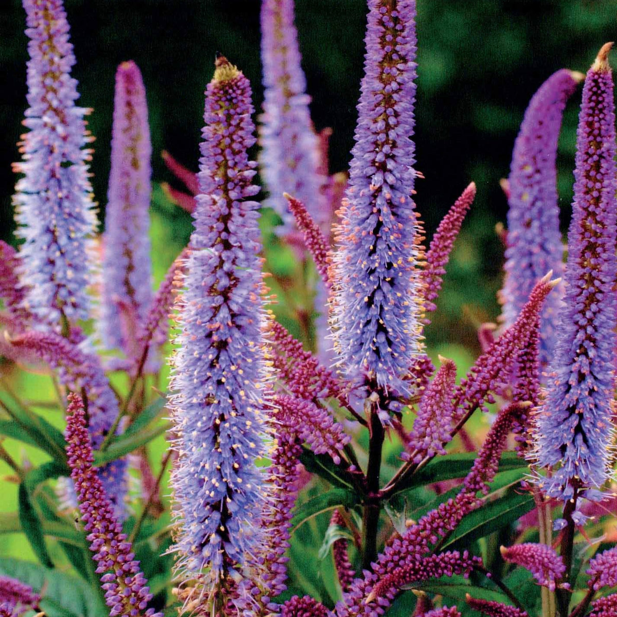 Pimpernel + Virginische ereprijs Mix - Sanguisorba obtusa, Veronicastrum virginicum Cupid - Bakker