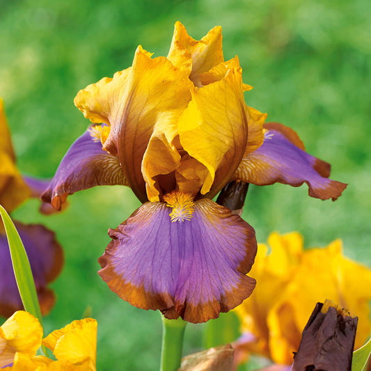 Baardiris 'Brown Lasso' (x2) - Bakker