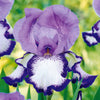 Baardiris 'On Edge' (x2) - Iris germanica on edge - Tuinplanten