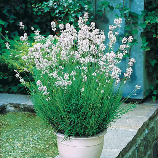 Lavendel 'Alba' (x2) - Lavandula angustifolia alba - Plantsoort