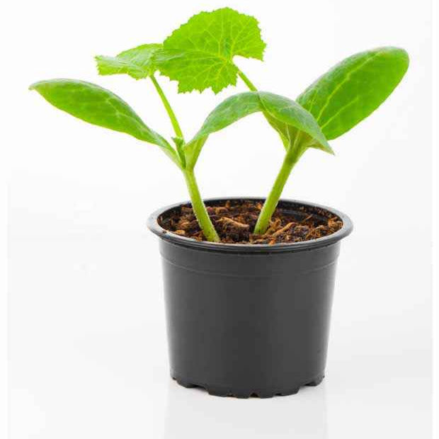 Courgette 'Sunlight F1' - Cucurbita pepo jaune sunlight f1 - Bakker