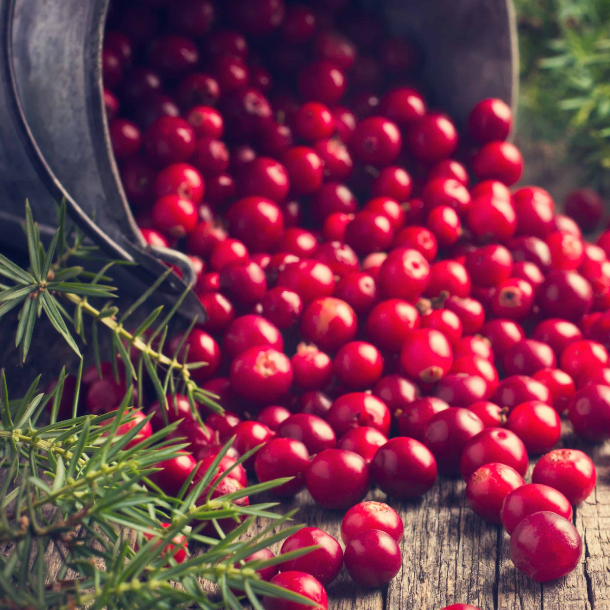 Vaccinium macrocarpon - Veenbes (Cranberry) - Blauwe bes