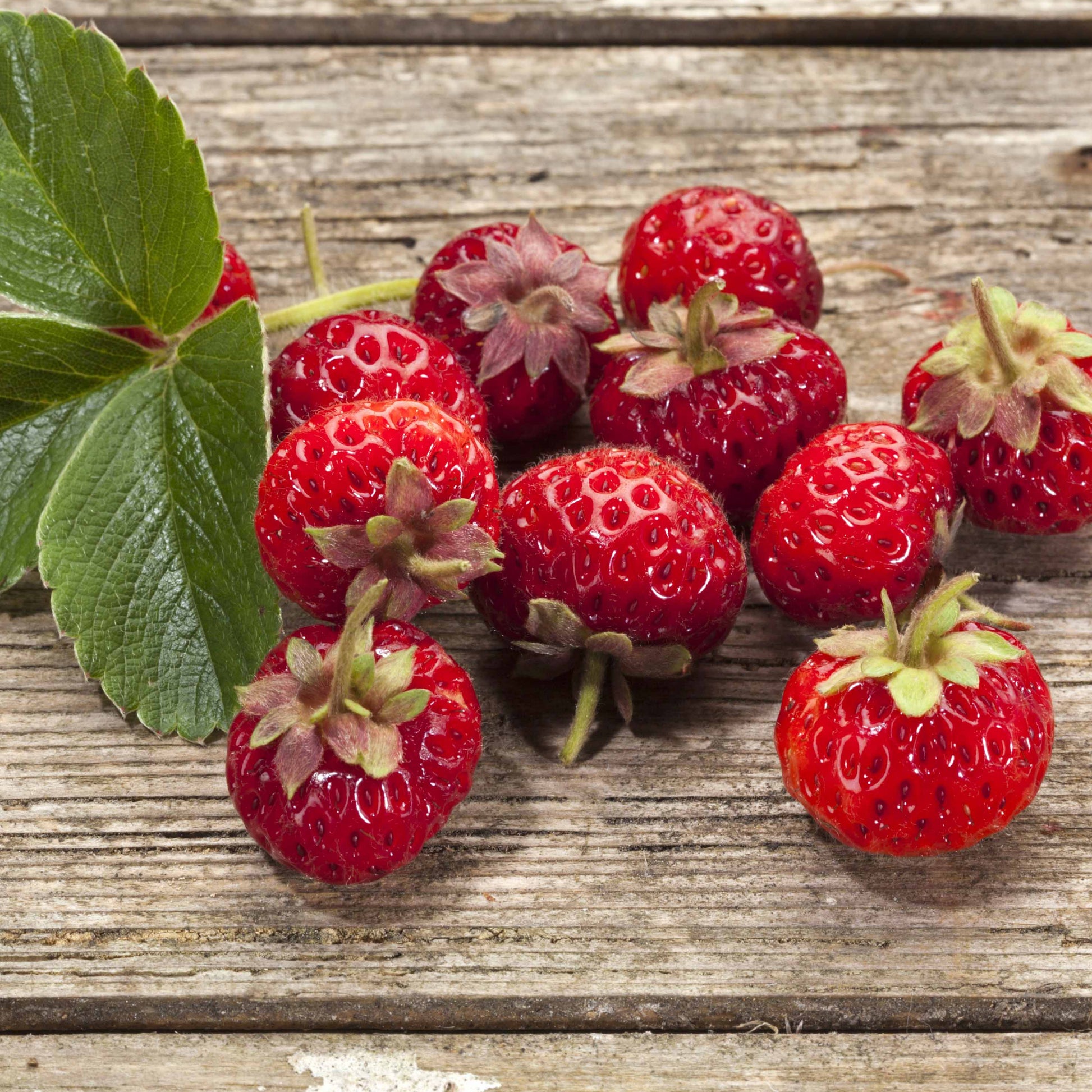 Aardbei 'Framberry'® (x2) - Fragaria framberry® - Fruit