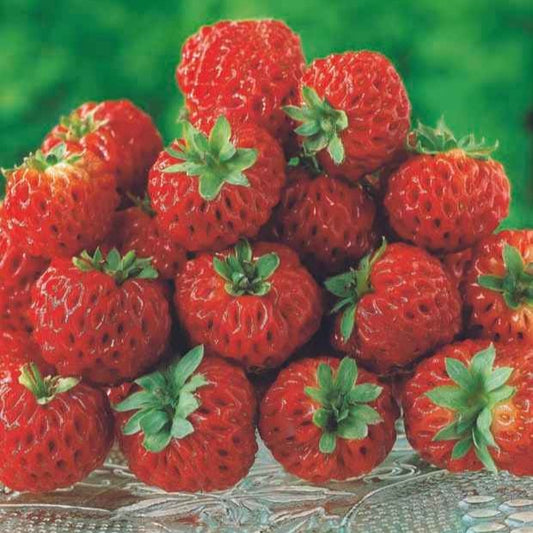 Aardbei 'Framberry'® - Fragaria framberry® - Fruit