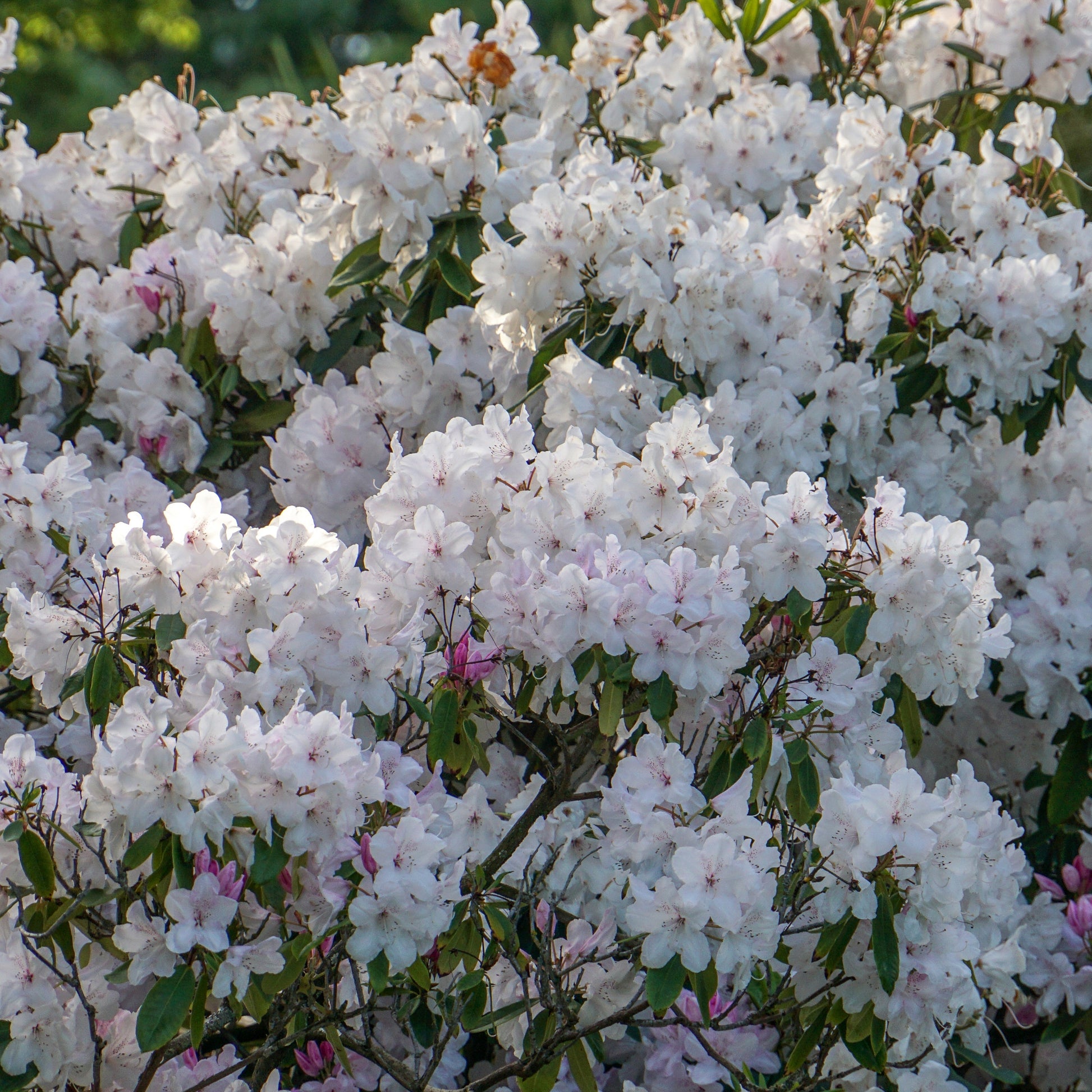 Rhododendron 'Cunningham's White' - Rhododendron cunningham's white - Tuinplanten