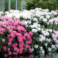Rhododendron 'Cunningham's White' - Rhododendron cunningham's white - Heesters en vaste planten