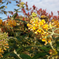 Vlinderstruik 'Sungold' - Buddleja x weyeriana sungold - Tuinplanten