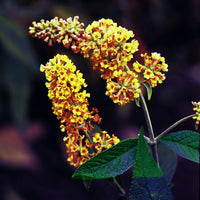 Vlinderstruik 'Sungold' - Buddleja x weyeriana sungold - Plant eigenschap