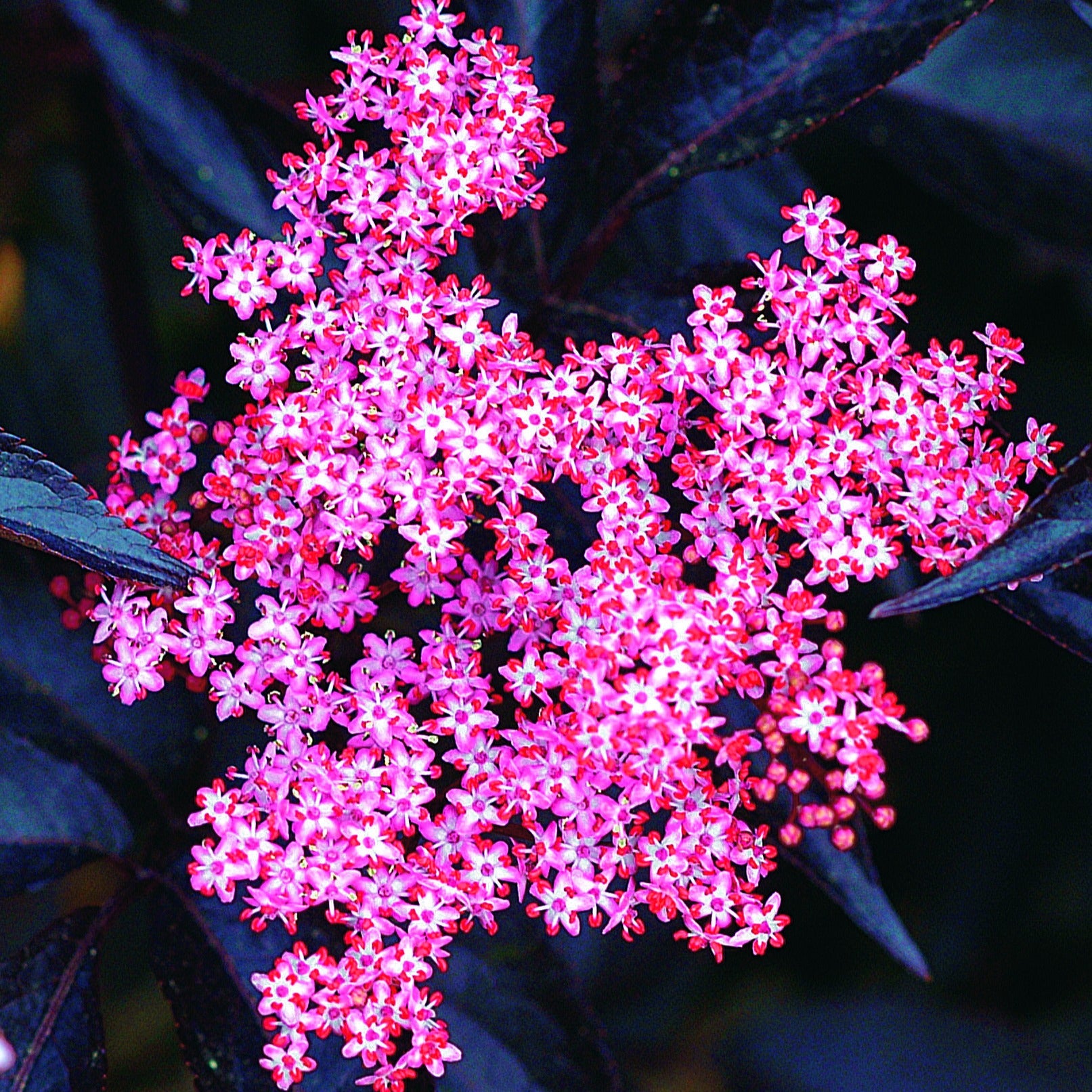 Vlier 'Thundercloud' - Sambucus nigra thundercloud - Heesters en vaste planten