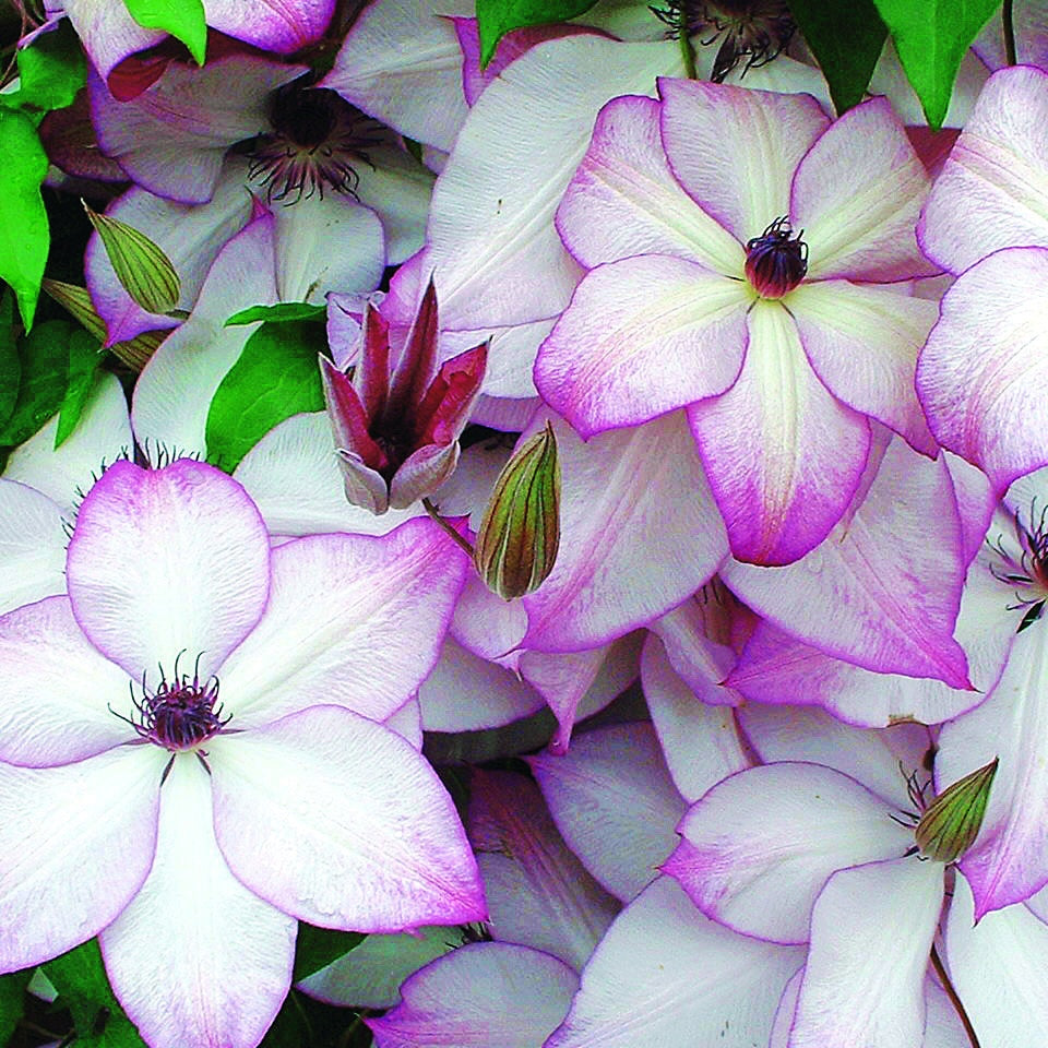 Clematis florida fond memories - Bosrank 'Fond Memories' - Clematis