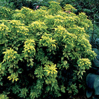 Mexicaanse oranjebloesem - Choisya ternata sundance lich - Heesters en vaste planten