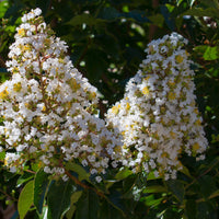 Indische sering - wit - Lagerstroemia indica - Sierheesters