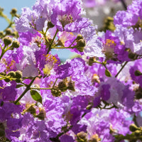 Indische sering - paars - Lagerstroemia indica Lafayette