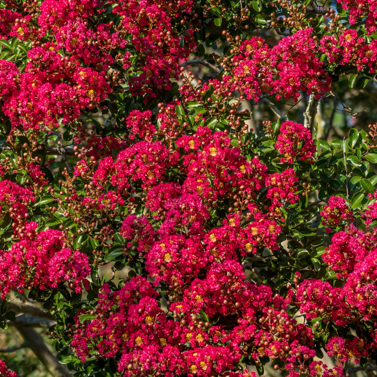 Lagerstroemia indica Red Imperator - Indische sering - rood - Heesters