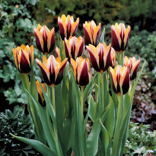 Tulpen 'Gavota' (x10) - Tulipa gavota - Tulpen