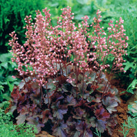 Purperklokje 'Cassis' - Heuchera - Tuinplanten