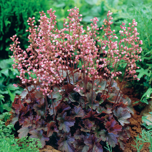 Purperklokje 'Cassis' - Bakker