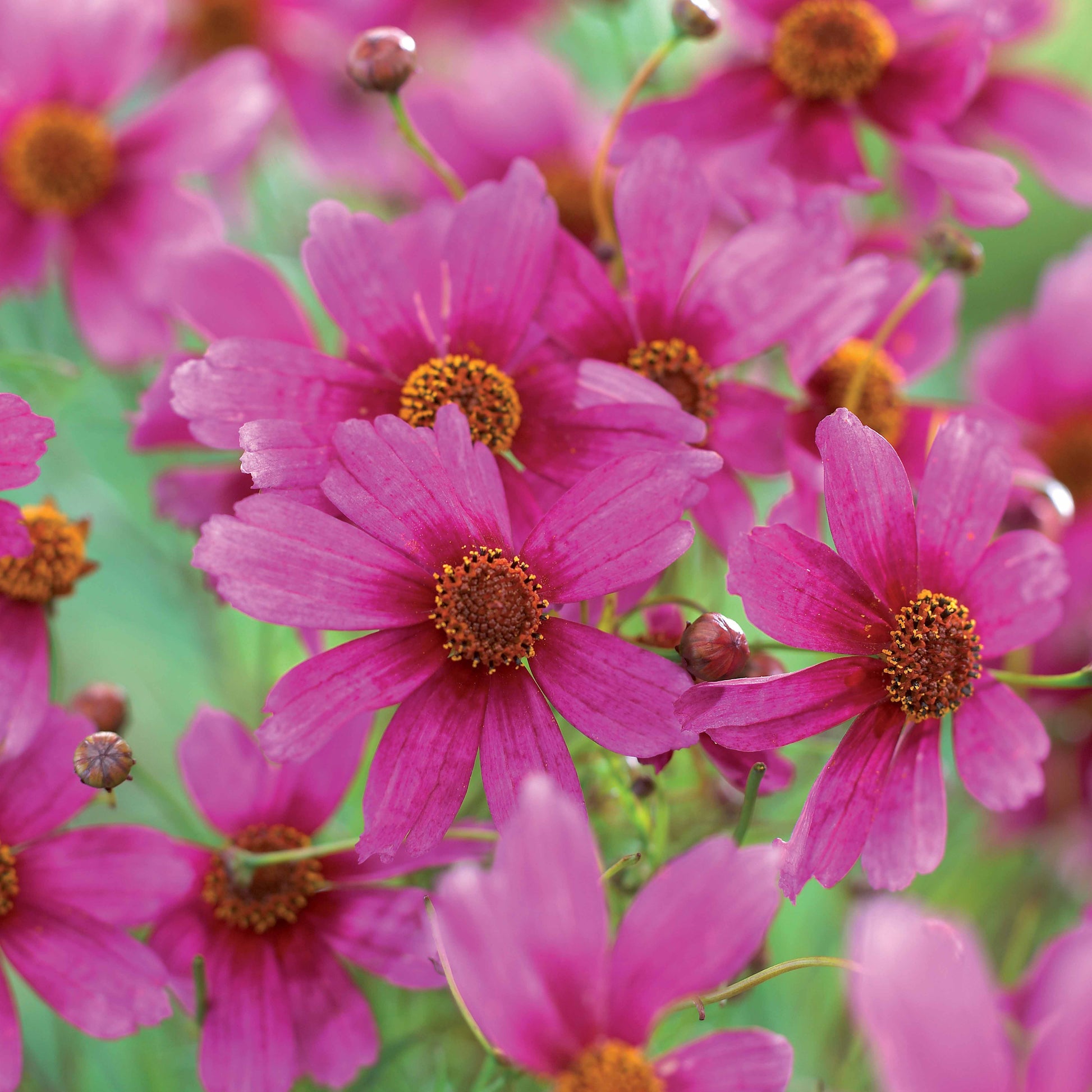 Meisjesogen Heaven's Gate - Coreopsis rosea heaven's gate - Tuinplanten