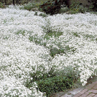 Viltige hoornbloem (x3) - Cerastium tomentosum - Heesters en vaste planten