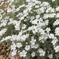 Viltige hoornbloem (x3) - Cerastium tomentosum - Vaste planten
