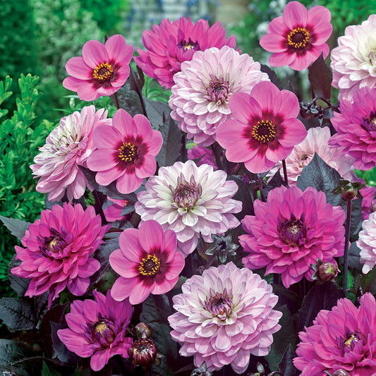 Dahlia Mix - paars-bladig (x6) - Melody harmony,melody fanfare,mignon wishes and dr - Bloembollen