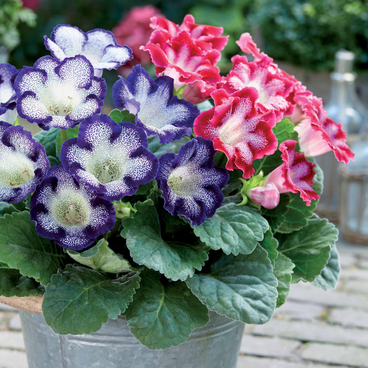 Gloxinia - gevlekt (x2) - Bakker