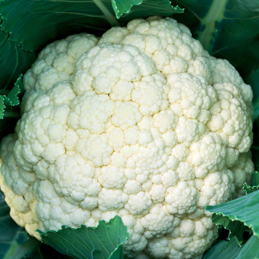 Bloemkool 'Synergy F1' - Bakker