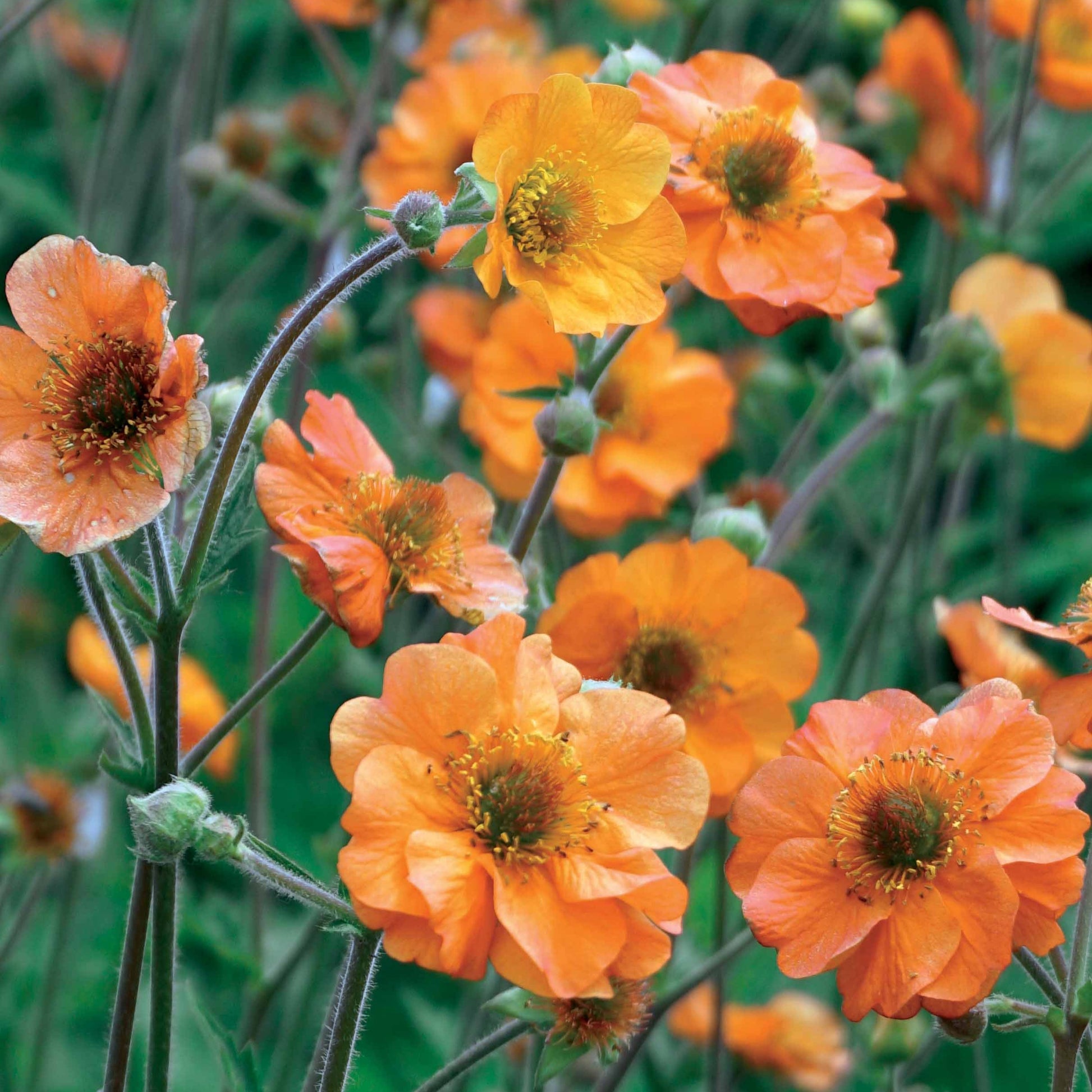 Nagelkruid - Geum totally tangerine - Tuinplanten