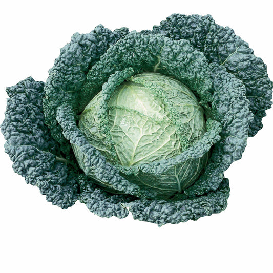 Savooiekool 'Capriccio F1' - Bakker