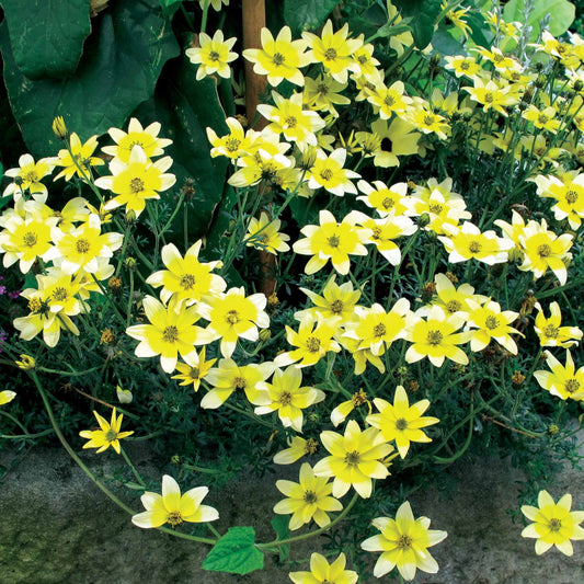 Gele bidens (x3) - Bidens ferulifolia taka tuka - Vaste planten